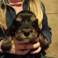 Cuccioli cocker spaniel Inglese