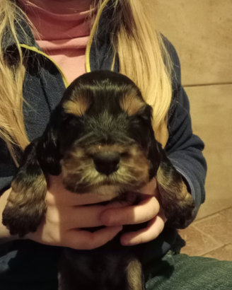 Cuccioli cocker spaniel Inglese