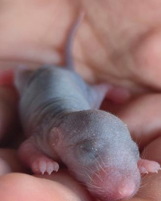 Piccoli di ratti domestici