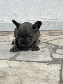Bulldog Francese Blu