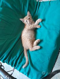 cucciolo di gatto