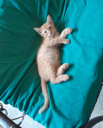 cucciolo di gatto