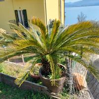Cycas gigante
