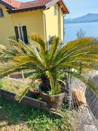 Cycas gigante