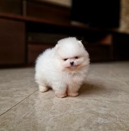 Spitz di Pomerania MINI MINI