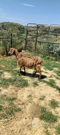 Capra