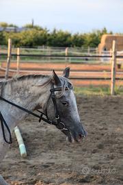 Doppia pony Knabstrupper