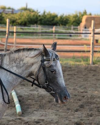 Doppia pony Knabstrupper
