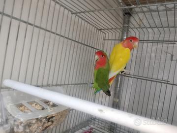 Inseparabili Ancora in cova