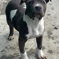Amstaff Blue cucciolo disponibile