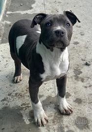 Amstaff Blue cucciolo disponibile