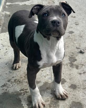 Amstaff Blue cucciolo disponibile