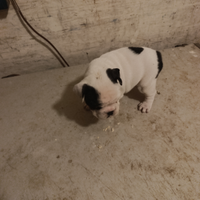 Cuccioli di bulldog francese