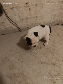 Cuccioli di bulldog francese