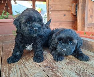 Maltipoo toy