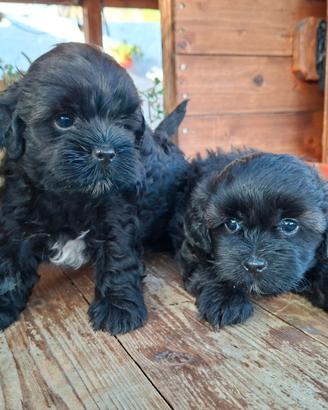 Maltipoo toy