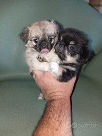 chihuahua femmine pelo lungo