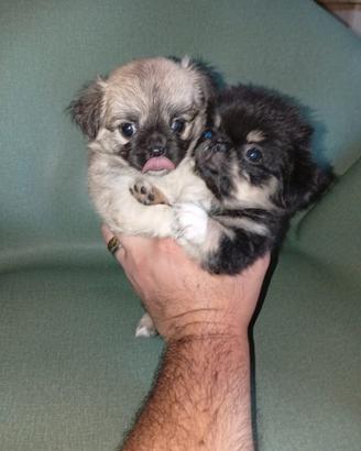 chihuahua femmine pelo lungo