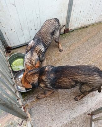 Cuccioli pastore tedesco