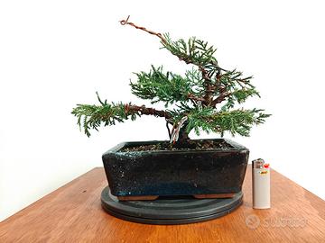 bonsai ginepro