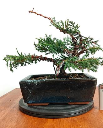 bonsai ginepro