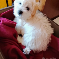 Maltesina Toy 3 mesi un amore di 1 kl