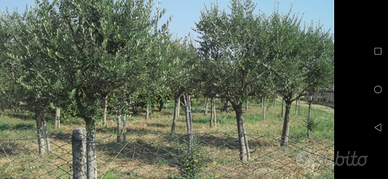 Terreno di 15000 mq con 150 piante di ulivo