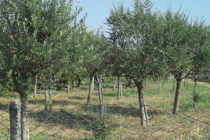 Terreno di 15000 mq con 150 piante di ulivo