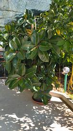 Ficus Pianta 