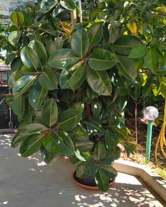 Ficus Pianta 