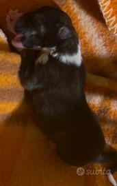 Cuccioli di Border collie