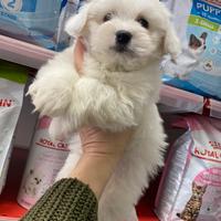 Maltese nano cucciolo