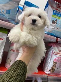 Maltese nano cucciolo