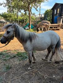 Pony costrone