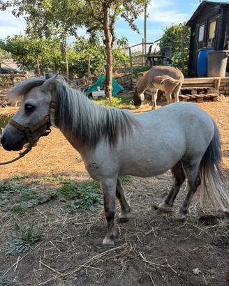 Pony costrone