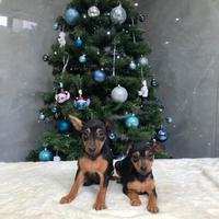 Cuccioli pinscher