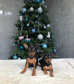 Cuccioli pinscher