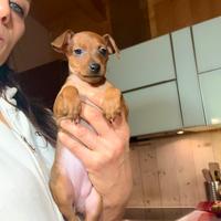 Meravigliosa cucciola rosso cervo di pinscher nano