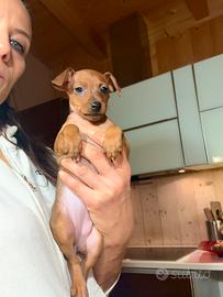 Meravigliosa cucciola rosso cervo di pinscher nano