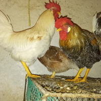 Galli novelli solo amanti animali