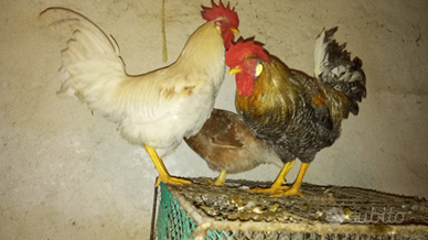 Galli novelli solo amanti animali