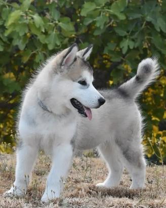 Giardini terreni cani gatti