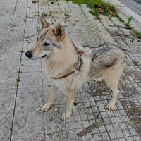 Cane Lupo cecoslovacco