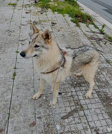 Cane Lupo cecoslovacco