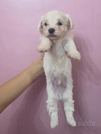 Cuccioli di maltese
