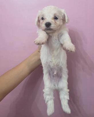 Cuccioli di maltese