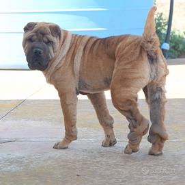Adottate Anita dal canile, simil Sharpei