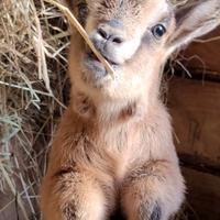 Caprette nane tibetane