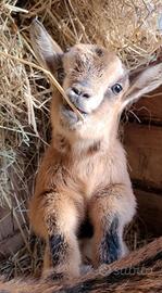 Caprette nane tibetane