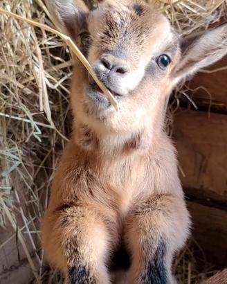 Caprette nane tibetane